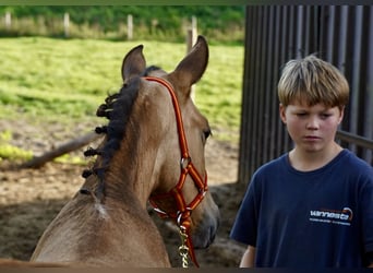 PRE, Hengst, veulen (05/2023), 138 cm, Buckskin