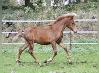PRE, Hengst, veulen (07/2023), 157 cm, Vos