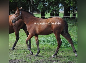 PRE Mix, Hengst, veulen (04/2024), 158 cm, Bruin