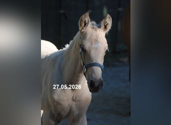 PRE, Hengst, Veulen (01/2026), 158 cm, Buckskin