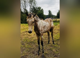 PRE, Hengst, Veulen (03/2025), 160 cm, Buckskin