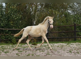 PRE, Hengst, Veulen (01/2026), 160 cm, Perlino