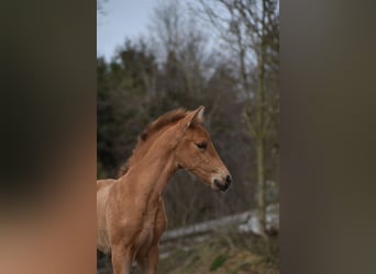 PRE, Hengst, Veulen (03/2026), 162 cm, Buckskin