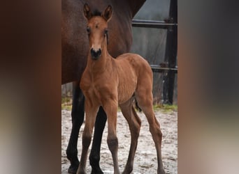 PRE, Hengst, veulen (02/2024), 162 cm, Falbe