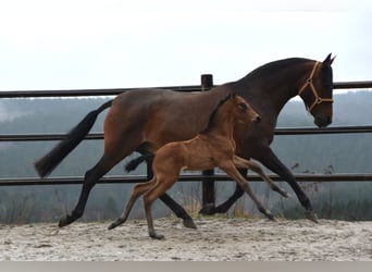 PRE, Hengst, veulen (02/2024), 162 cm, Falbe