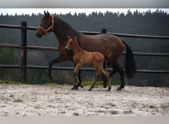 PRE, Hengst, veulen (02/2024), 162 cm, Falbe