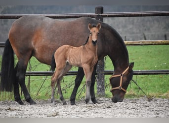 PRE, Hengst, veulen (02/2024), 162 cm, Falbe