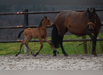 PRE, Hengst, veulen (02/2024), 162 cm, Falbe