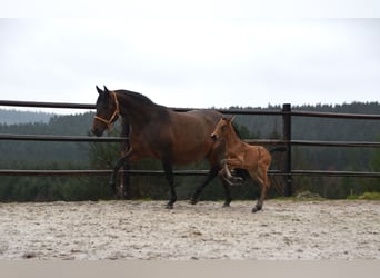 PRE, Hengst, veulen (02/2024), 162 cm, Falbe