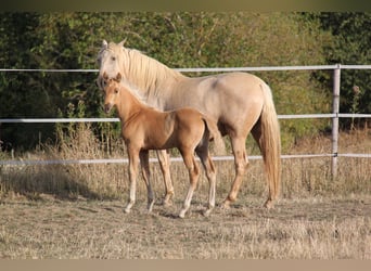 PRE, Hengst, Veulen (06/2026), 164 cm, Palomino