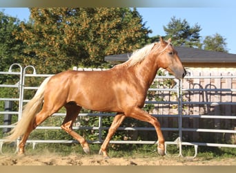 PRE, Hengst, Veulen (06/2026), 164 cm, Palomino