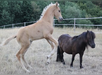 PRE, Hengst, Veulen (06/2026), 164 cm, Palomino