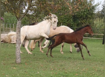 PRE, Hengst, veulen (05/2024), 165 cm, Bruin