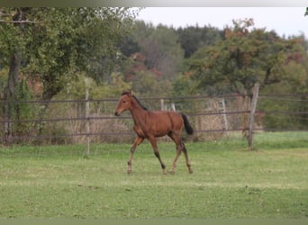 PRE, Hengst, veulen (05/2024), 165 cm, Bruin