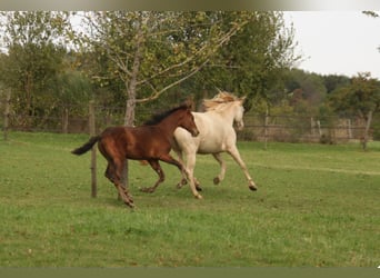 PRE, Hengst, veulen (05/2024), 165 cm, Bruin