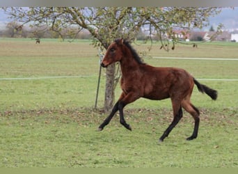 PRE, Hengst, veulen (05/2024), 165 cm, Bruin