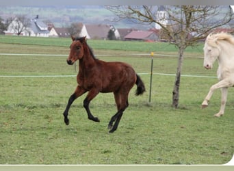 PRE, Hengst, veulen (05/2024), 165 cm, Bruin