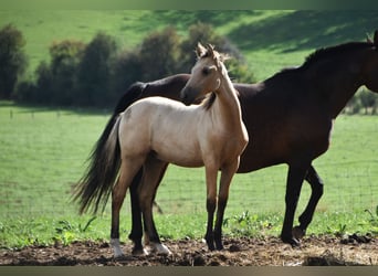 PRE, Hengst, Veulen (03/2026), 165 cm, Buckskin