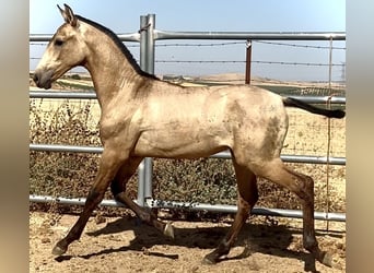 PRE, Hengst, Veulen (03/2025), 165 cm, Falbe