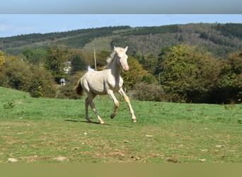 PRE, Hengst, Veulen (04/2026), 165 cm, Pearl