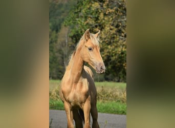 PRE, Hengst, Veulen (04/2026), 165 cm, Pearl