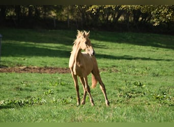 PRE, Hengst, Veulen (04/2026), 165 cm, Pearl