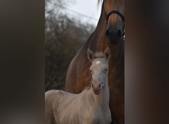 PRE, Hengst, Veulen (03/2026), 165 cm, Perlino