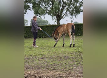 PRE Mix, Hengst, veulen (04/2024), 165 cm