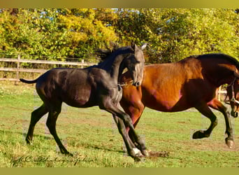 PRE, Hengst, Veulen (03/2025), 166 cm, Zwartschimmel