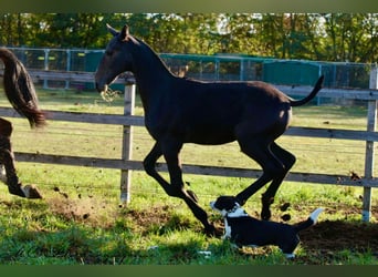 PRE, Hengst, Veulen (03/2025), 166 cm, Zwartschimmel