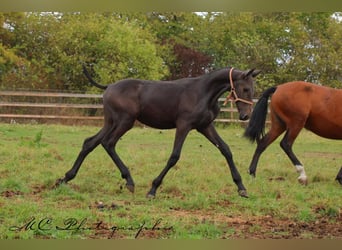 PRE, Hengst, Veulen (03/2025), 166 cm, Zwartschimmel