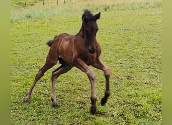 PRE, Hengst, , 170 cm, Donkerbruin