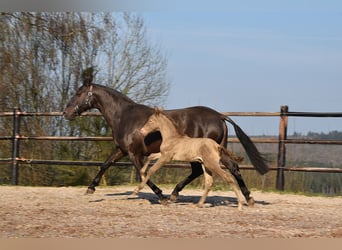 PRE, Hengst, Veulen (03/2026), 170 cm, Pearl
