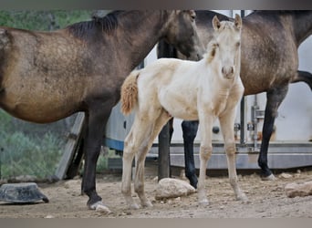 PRE, Hengst, veulen (08/2023), 173 cm, Perlino