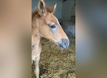 PRE, Hengst, veulen (03/2024), Brown Falb schimmel