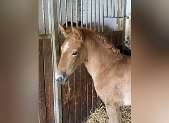 PRE, Hengst, veulen (03/2024), Brown Falb schimmel