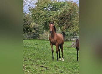 PRE, Hengst, veulen (05/2024), Bruin