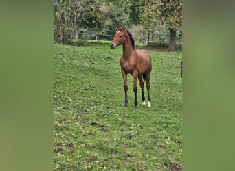 PRE, Hengst, veulen (05/2024), Bruin