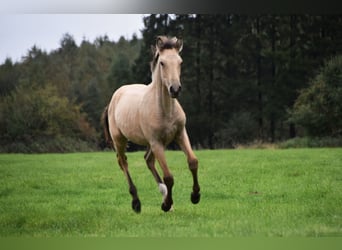 PRE, Hengst, veulen (01/2023), Buckskin