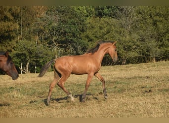 PRE, Hengst, Veulen (01/2026), Buckskin