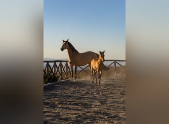 PRE, Hengst, Veulen (03/2026), Buckskin
