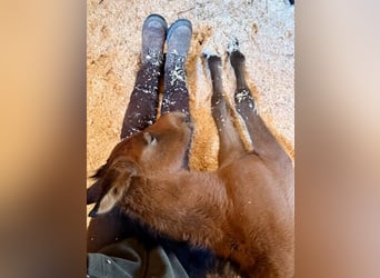 PRE, Hengst, Veulen (03/2026), Buckskin