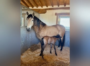 PRE, Hengst, Veulen (03/2026), Buckskin