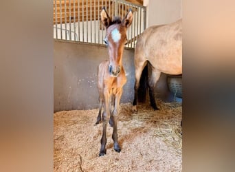 PRE, Hengst, Veulen (03/2026), Buckskin