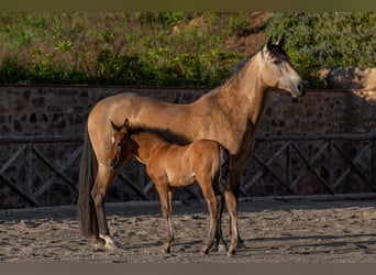 PRE, Hengst, Veulen (03/2026), Buckskin