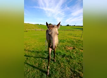 PRE, Hengst, Veulen (06/2025), Buckskin
