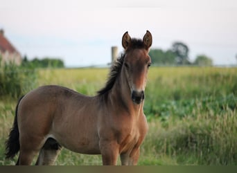 PRE, Hengst, Veulen (05/2025), Donkerbruin