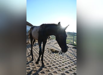 PRE, Hengst, Veulen (02/2026)
