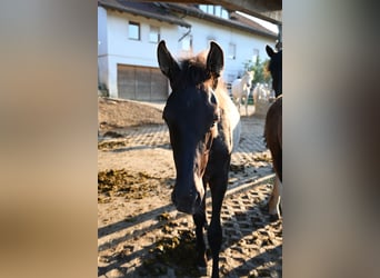 PRE, Hengst, Veulen (02/2026)
