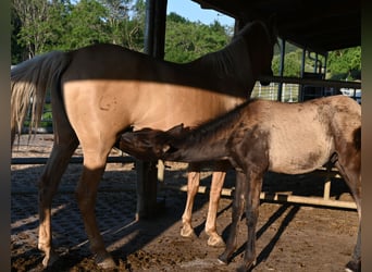 PRE, Hengst, Veulen (02/2026)